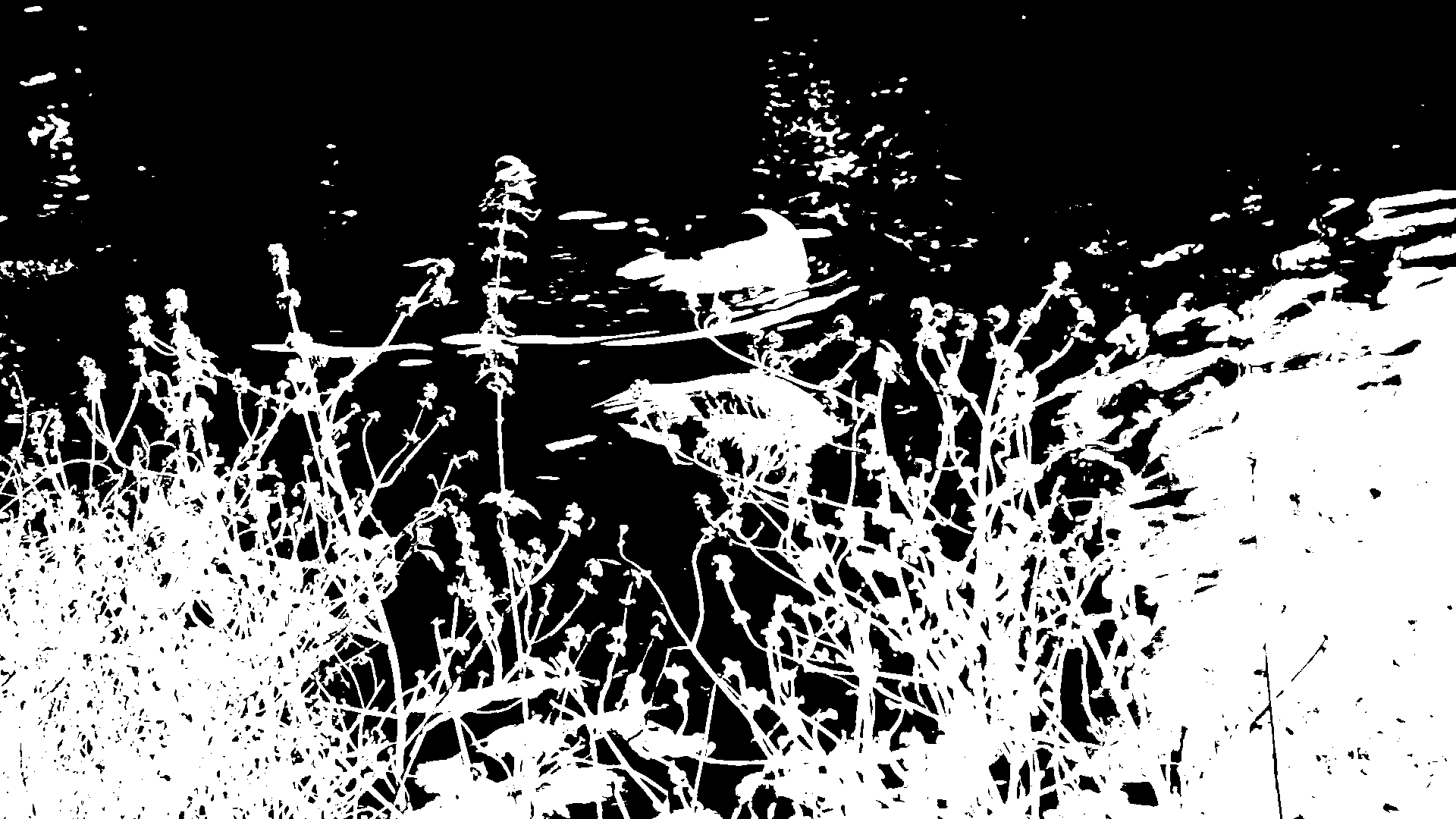 swans